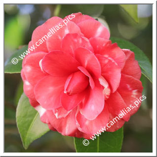 Camellia Japonica 'Loukiana'