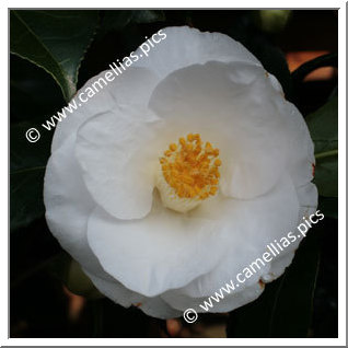 Camellia Japonica 'Lovelight'