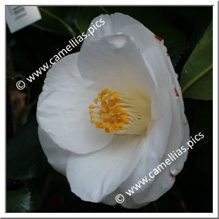 Camellia Japonica 'Lovelight'