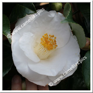 Camellia Japonica 'Lovelight'