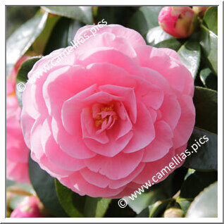 Camellia Hybrid C.reticulata  'Lovely Lady'