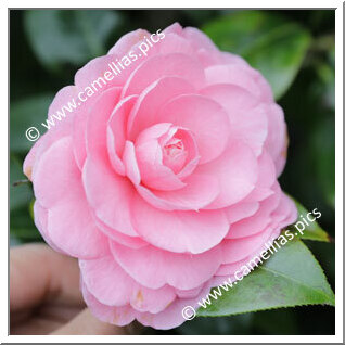 Camellia Hybrid C.reticulata  'Lovely Lady'