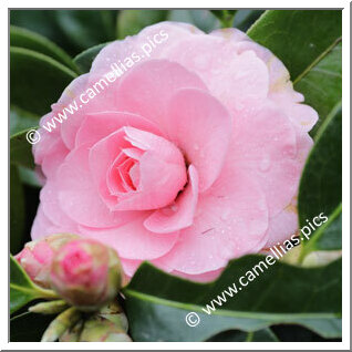 Camellia Hybrid C.reticulata  'Lovely Lady'