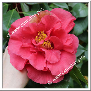 Camellia Japonica 'Lover Boy'