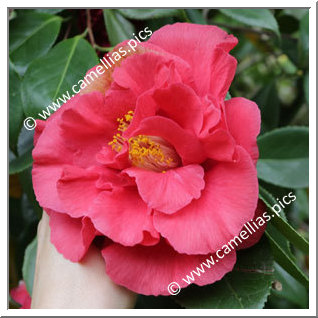 Camellia Japonica 'Lover Boy'