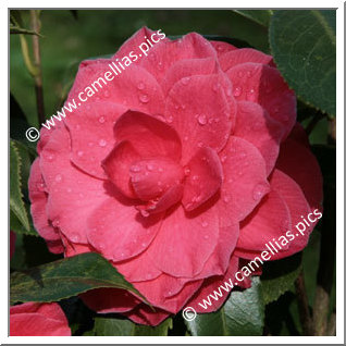 Camellia Japonica 'L.T. Dees'