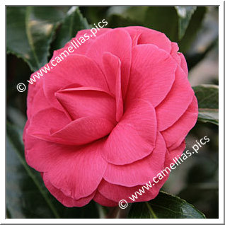 Camellia Japonica 'L.T. Dees'