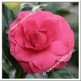 Camellia Japonica 'L.T. Dees'