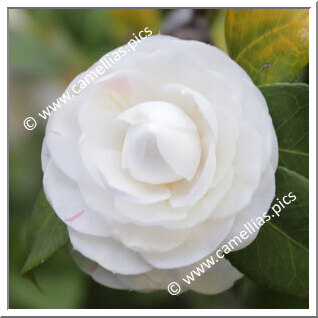 Camellia Japonica 'Lucina Plena'