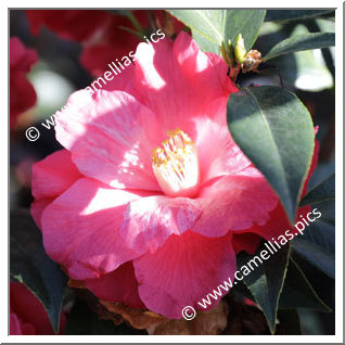 Camellia Hybrid C.x williamsii 'Lucky Star'