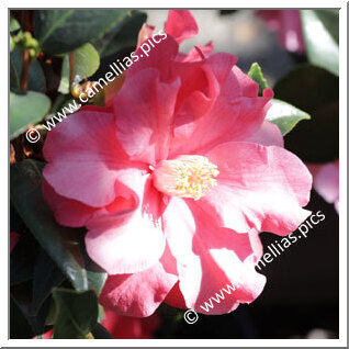 Camellia Hybrid C.x williamsii 'Lucky Star'