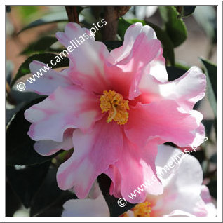 Camellia Hybrid C.x williamsii 'Lucky Star Variegated'