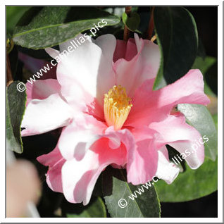 Camellia Hybrid C.x williamsii 'Lucky Star Variegated'