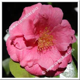 Camellia Japonica 'Lucy Hester'