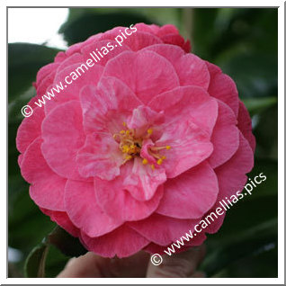 Camellia Japonica 'Luiza Strozzi'