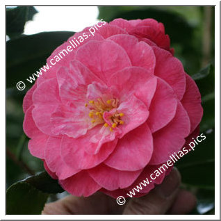 Camellia Japonica 'Luiza Strozzi'