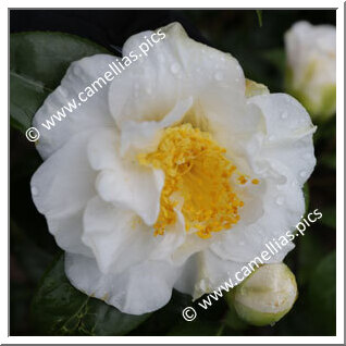 Camellia Japonica 'Lulu Belle'