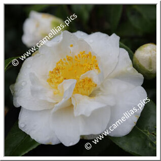 Camellia Japonica 'Lulu Belle'