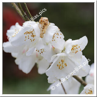 Camellia Botanique 'C. lutchuensis'