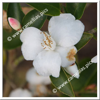 Camellia Species 'C. lutchuensis'