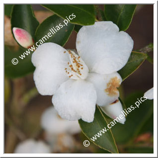 Camellia Botanique C. lutchuensis