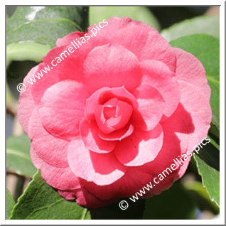 Camellia Japonica 'Ortensia Luzzatti'