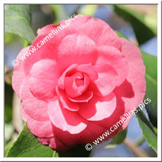 Camellia Japonica 'Ortensia Luzzatti'