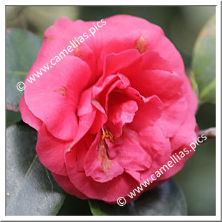 Camellia Japonica 'Mrs Josephine M. Hearn'