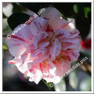 Camellia Japonica 'Mabel Bryan'