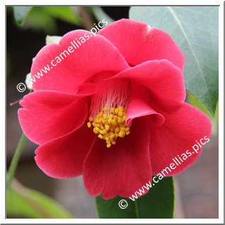 Camellia Botanique C. japonica ssp. japonica  var. macrocarpa