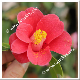 Camellia Botanique C. japonica ssp. japonica  var. macrocarpa