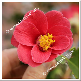 Camellia Species 'C. japonica ssp. japonica  var. macrocarpa'