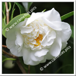 Camellia Japonica 'Madame Henri Cormerais'