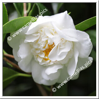 Camellia Japonica 'Madame Henri Cormerais'