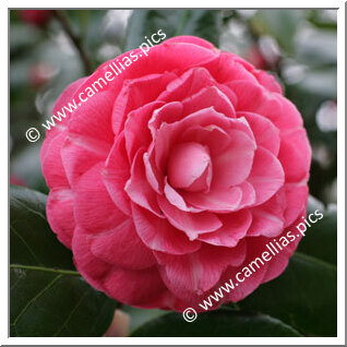 Camellia Japonica 'Madame Haas'