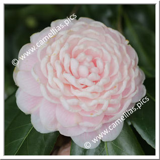 Camellia Japonica 'Madame de Cannart d'Hamale'