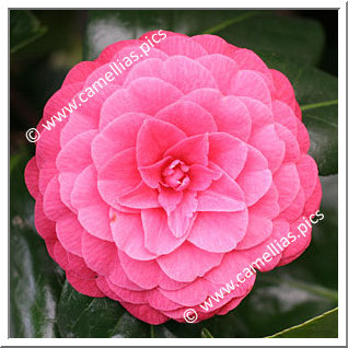 Camellia Japonica 'Madame Lebois'