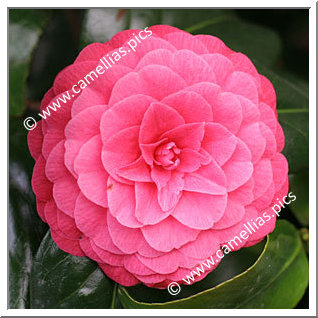 Camellia Japonica 'Madame Lebois'