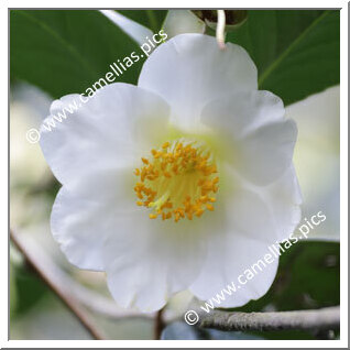 Camellia Japonica 'Madame Lourmand'