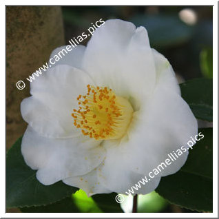 Camellia Japonica 'Madame Lourmand'