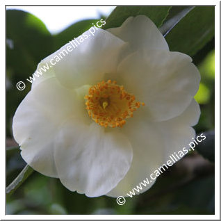 Camellia Japonica 'Madame Lourmand'