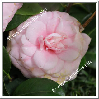 Camellia Japonica 'Madame Jules Mechlynch'