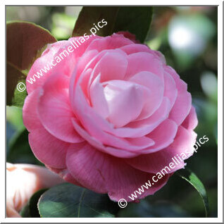Camellia Japonica 'Madame Pépin'
