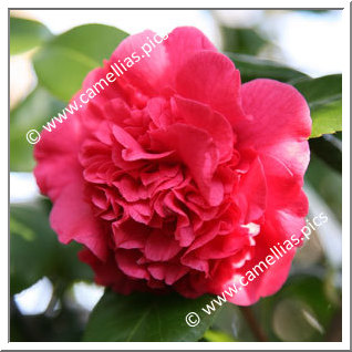 Camellia Japonica 'Madame Picouline'