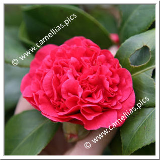 Camellia Japonica 'Madame Picouline'