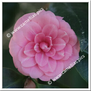 Camellia Japonica 'Madame Louis van Houtte'