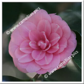 Camellia Japonica 'Madame Louis van Houtte'