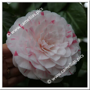 Camellia Japonica 'Madame Ambroise Verschaffelt'