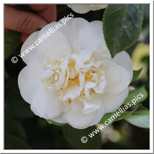 Camellia Japonica 'Madge Miller'