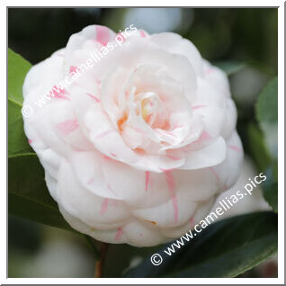 Camellia Japonica 'Madoni'